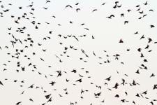 CURIOSANDO AL TOSARELLO