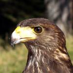 TOSARELLO, LA STORIA  A CANESTRO