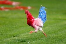 TOSARELLO, LA STORIA  A CANESTRO