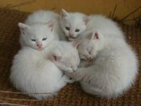 TOSARELLO, LA STORIA  A CANESTRO