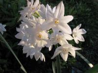 TOSARELLO, LA STORIA  A CANESTRO