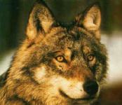 TOSARELLO, LA STORIA  A CANESTRO