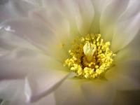 TOSARELLO, LA STORIA  A CANESTRO