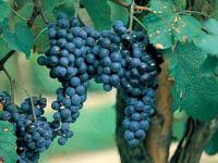 TOSARELLO, LA STORIA  A CANESTRO